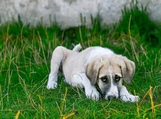 Assurance maladie pour chien